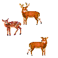 Deer animated Gifs