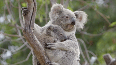 Koala Animated Gifs