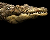 gameznet-animated-reptile-snake-turtle-lizzard-003