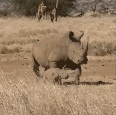 Rhino Animated Gifs at Gameznet