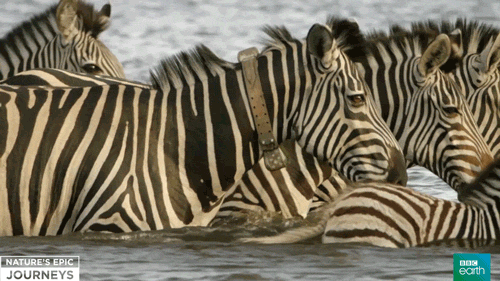 Zebra Animated Gifs