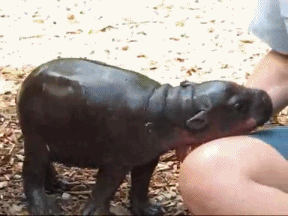 Hippo Animated Gifs