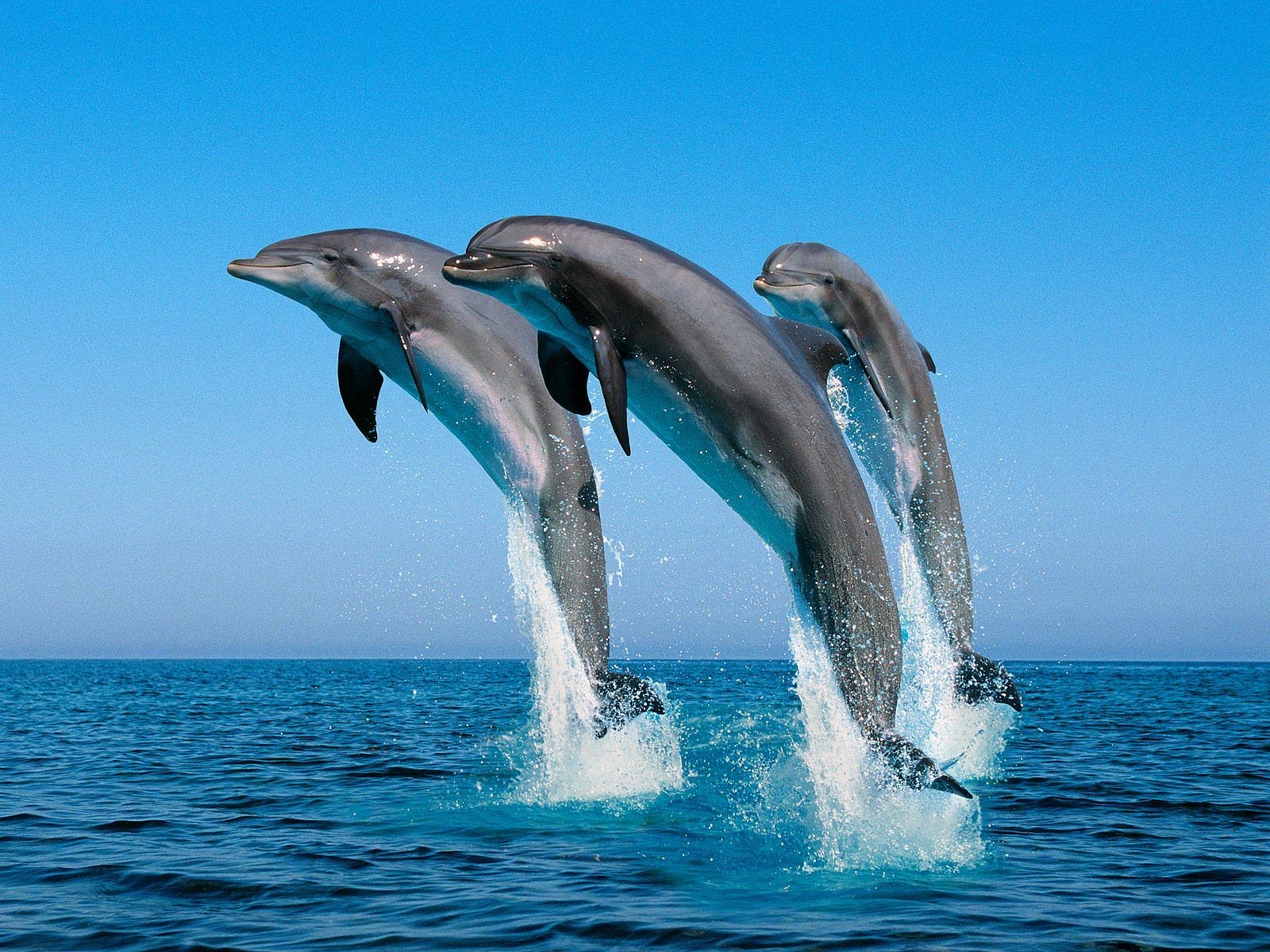 3-Dolphins-jumping