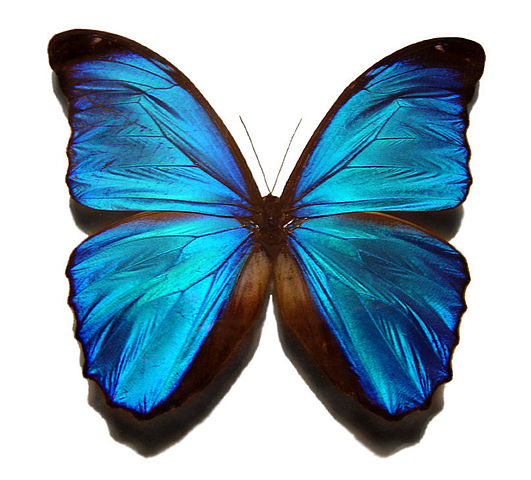 531px-Blue_morpho_butterfly