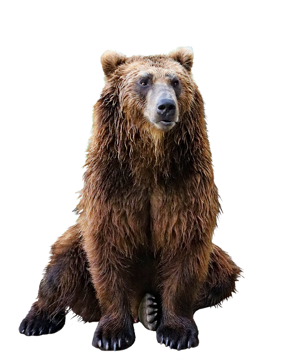 bear-transparent-background-gameznet