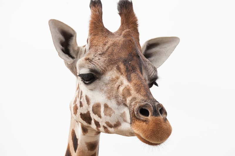 brown-and-white-giraffe
