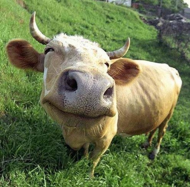 cute-cow