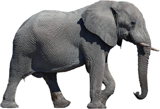 Elephants on Transparent Background from gameznet