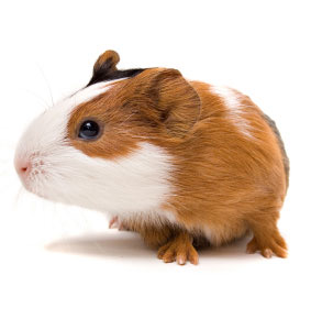 guinea-pig2