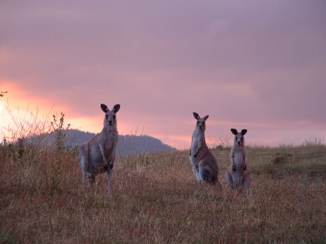 kangaroo_sunset
