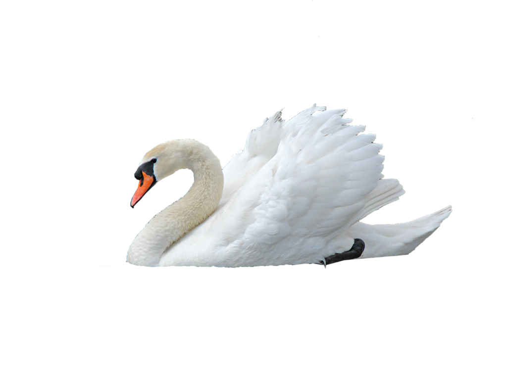 swan-png-transparent-images-174114-7900831