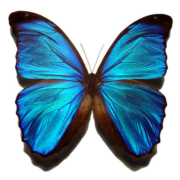 531px-Blue_morpho_butterfly