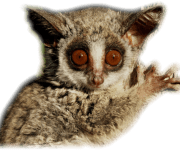Bush Baby Transparent Images Bush Baby Transparent Images