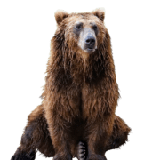 bear-transparent-background-gameznet bear-transparent-background-gameznet
