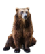 bear-transparent-background-gameznet