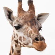 brown-and-white-giraffe