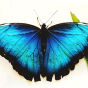 butterfly-4135218_960_720