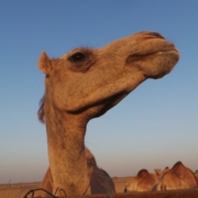 camel-223116_960_720