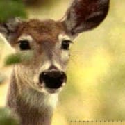 doe doe