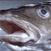 COD COD