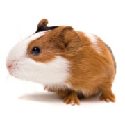 guinea-pig2 guinea-pig2