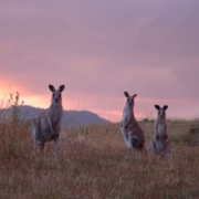 kangaroo_sunset kangaroo_sunset