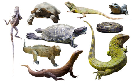 Reptiles on Transparent Background Images at Gameznet