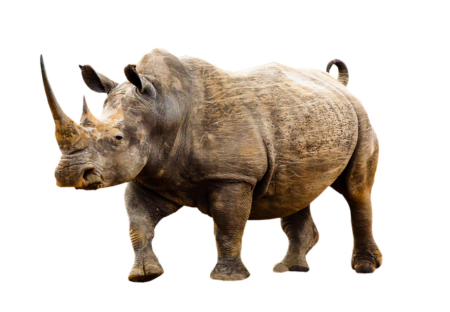 Rhinoceros Transparent Background Images