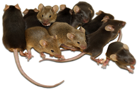 Rodents Images on Clear Transparent Background