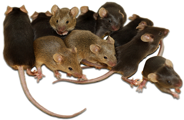 rodent-rats-mice-transparent-background-gameznet-01