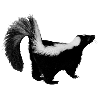 Skunk Transparent Background image