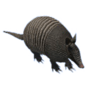 Armadillo-transaparent-gameznet-free-greenscreen-assets Armadillo-transaparent-gameznet-free-greenscreen-assets
