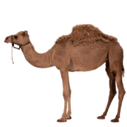 camel-transparent-image-gameznet-01 camel-transparent-image-gameznet-01