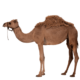 camel-transparent-image-gameznet-01