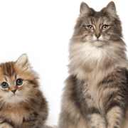 cat-kitten-transparent-background-images-gameznet-01 cat-kitten-transparent-background-images-gameznet-01