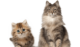 cat-kitten-transparent-background-images-gameznet-01