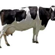 cow-transparent-background-gameznet-01 cow-transparent-background-gameznet-01