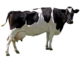 cow-transparent-background-gameznet-01