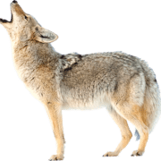 coyote-transparent-background-gameznet-16 coyote-transparent-background-gameznet-16
