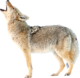 coyote-transparent-background-gameznet-16