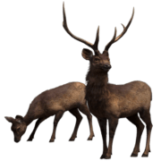 deer-transparent-background-gameznet-16 deer-transparent-background-gameznet-16