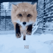 fox-animated-gifs-gameznet-01 fox-animated-gifs-gameznet-01