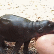 hippo-anuimated-gifs hippo-anuimated-gifs