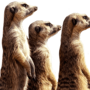 meerkat-transparent-background-gameznet-01 meerkat-transparent-background-gameznet-01