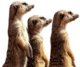 meerkat-transparent-background-gameznet-01
