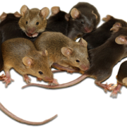 rodent-rats-mice-transparent-background-gameznet-01