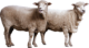 sheep-on-transparent-background-gameznet-01