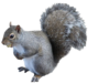 squirrel-transparent-background-gameznet-01