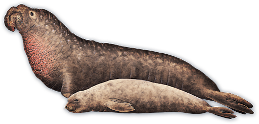 Seal and Sea Lion Transparent Images