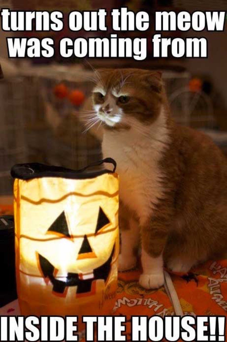 funny halloween meme cat